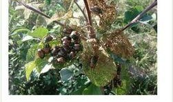 苹果树下吃瓜,夏日休闲好去处