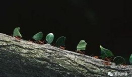 蚂蚁吃瓜故事,一场吃瓜引发的奇幻冒险