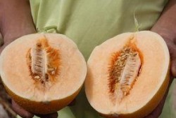 吃三斤瓜,探寻夏日消暑美食的秘密