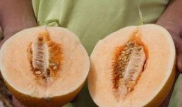 吃三斤瓜,探寻夏日消暑美食的秘密