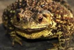 瓜弟弟吃癞蛤蟆