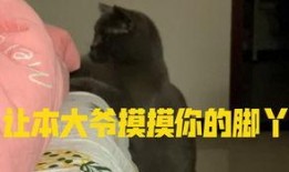 带你吃瓜补全小猫,揭秘小猫的趣味生活