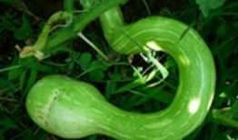 蛇瓜需要晚上吃吗,揭秘最佳食用时间与营养吸收