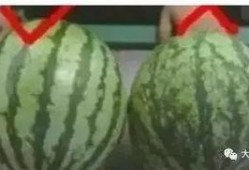 神池吃瓜,揭秘网络热点的背后故事