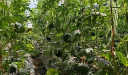 金塔吃瓜,揭秘瓜界风云，品味生活百态