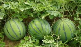 免贵吃瓜网站,网络热点的幕后故事