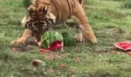 吃瓜老虎简笔画,趣味简笔画中的动物风采