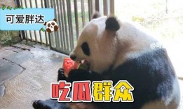吃瓜的熊猫,吃瓜熊猫的趣味生活揭秘