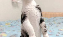 猫咪吃瓜现场,萌态百出，瓜果飘香