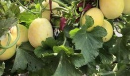 界首吃瓜梗,探寻吃瓜梗的独特魅力