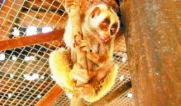 吃瓜小怪兽儿童,吃瓜小怪兽的奇幻童年冒险记