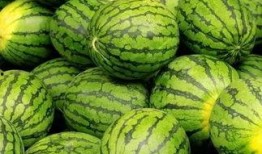 瓜在线吃瓜,揭秘网络吃瓜文化的魅力与争议