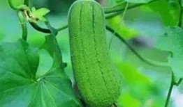 吃三斤瓜,探寻夏日消暑美食的秘密