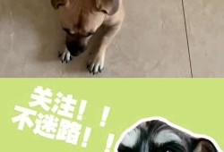 吃瓜狗子套路人,揭秘人生百态的幽默观察