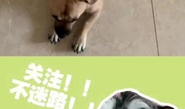 吃瓜狗子套路人,揭秘人生百态的幽默观察