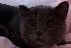 带你吃瓜补全小猫,揭秘小猫的趣味生活