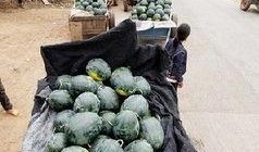 温县山野吃瓜事件,一场意外引发的食品安全风波