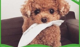 泰迪吃佛手瓜,泰迪狗狗的佛手瓜美食之旅