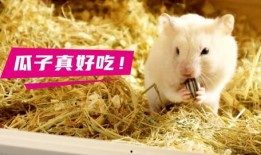 仓鼠管不管吃瓜,管不管吃瓜，营养均衡是关键