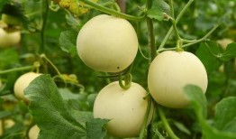 福尔瓜尖怎么吃,探索美味与营养的完美结合