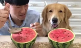 吃瓜狗子套路人,揭秘人生百态的幽默观察