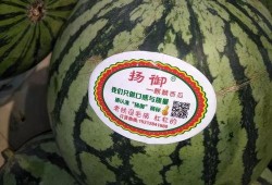 吃瓜主题绘画,一场别开生面的吃瓜盛宴