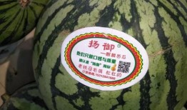 吃瓜主题绘画,一场别开生面的吃瓜盛宴