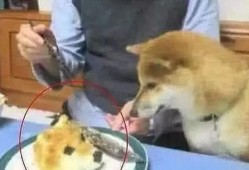 狗头瓜月子怎么吃,营养滋补，助力产后恢复