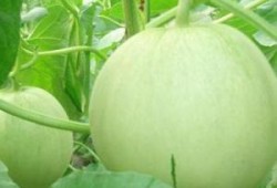 孕妇可以吃瓜吗香瓜,孕妇可以吃香瓜吗？营养与注意事项