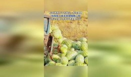 甘肃吃瓜网站,带你领略陇上美食风情