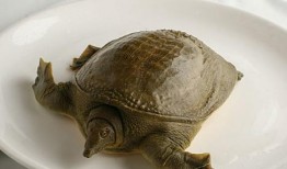 甲鱼会吃瓜了吗,学会吃瓜的奇妙转变