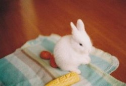 兔妹吃瓜