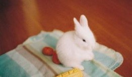 兔妹吃瓜