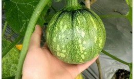 小索吃瓜,揭秘娱乐圈那些不为人知的幕后故事