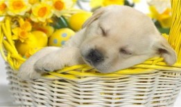 吃瓜小狗视频软件,揭秘热门视频软件背后的趣味世界