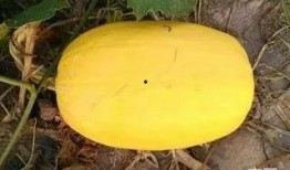 搅瓜咋吃,探索独特口感与营养的完美结合