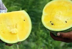 初恋吃瓜怎么挑瓜,如何挑选完美初恋瓜