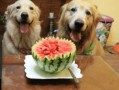 狗可以吃捧瓜吗,捧瓜是否适合宠物食用