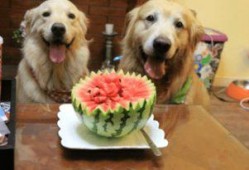 狗可以吃捧瓜吗,捧瓜是否适合宠物食用