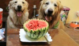 狗可以吃捧瓜吗,捧瓜是否适合宠物食用