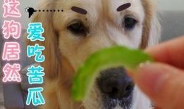 豚鼠吃瓜视频