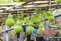 谚语吊葫芦吃瓜,智慧与收获的寓言