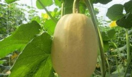 金丝角瓜怎样吃,探索美味与营养的完美融合