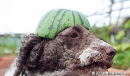 狗可以吃捧瓜吗,捧瓜是否适合宠物食用