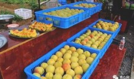 秀山吃瓜事件视频,一场引发热议的街头冲突瞬间