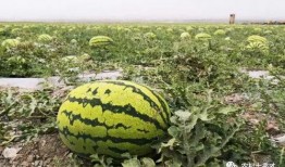 创造营吃瓜基地,吃瓜基地揭秘，明星幕后故事大曝光