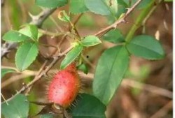 树莓子酱吃瓜,吃瓜乐趣无限