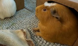 豚鼠吃瓜视频