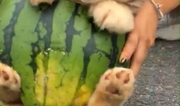 狗可以吃小圆瓜吗怎么吃,小圆瓜的食用指南