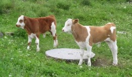吃瓜的小牛犊,揭秘农村生活趣味瞬间